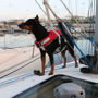Imagen de Chaleco salvavidas para perro, talla M, 10-20 kg,